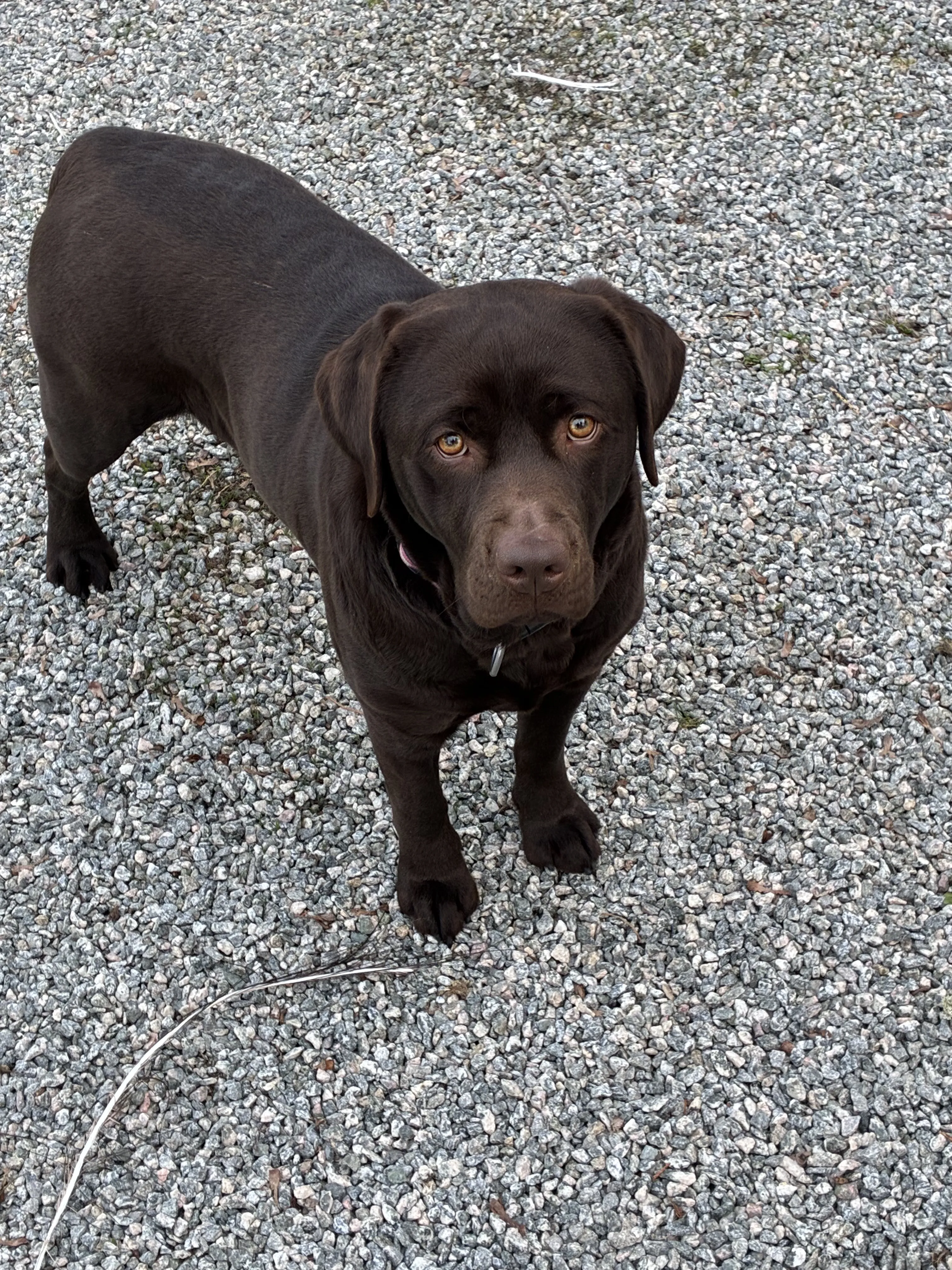 Hund 2